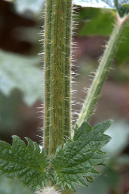 Closeup of spines on stem of mountain nettle, <em>Urtica gracilenta</em>.
